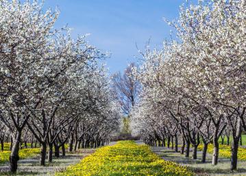cherry-blossom-traverse-city-michigan-blossoms-one-largest-producers-tart-cherries-world-56288708